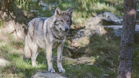 Colorado Voters Approve Gray Wolf Reintroduction Pitchstone Waters