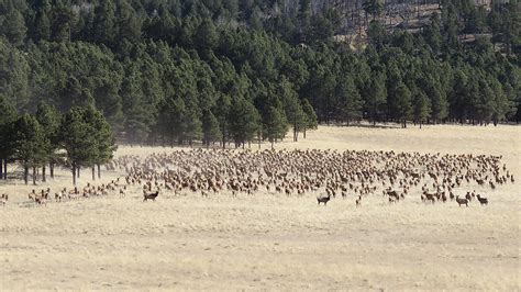Fall Elk Hunts Increase At Valles Caldera 11072022