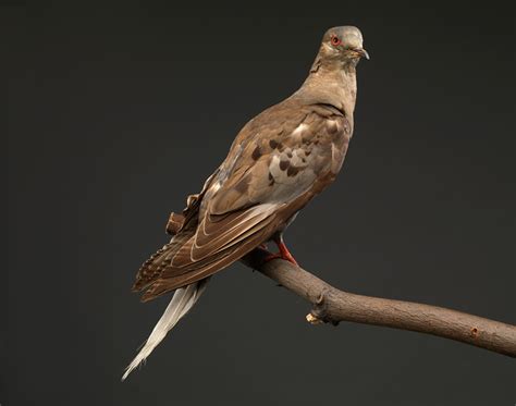Genetic Study Of Passenger Pigeons Shows They Were Not Doomed To