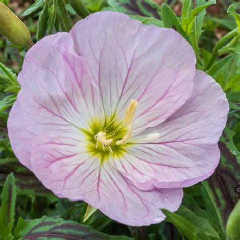 Evening Primrose Berladieri Siskiyou Pink Easy To Grow Bulbs