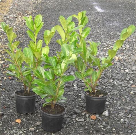 Laurel Hedging Plants 3L Pot  Hedging UK