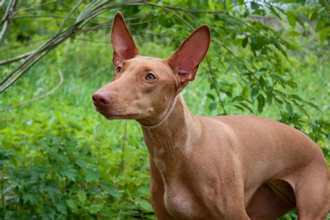 Pharaoh Hound Dog Breed History And Some Interesting Facts