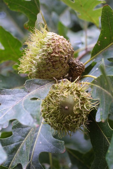 How To Grow A Burr Oak Tree From An Acorn Inveterate E Journal Photo