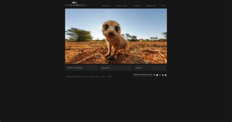 20 Best African Wildlife Photography Websites And Photographers
