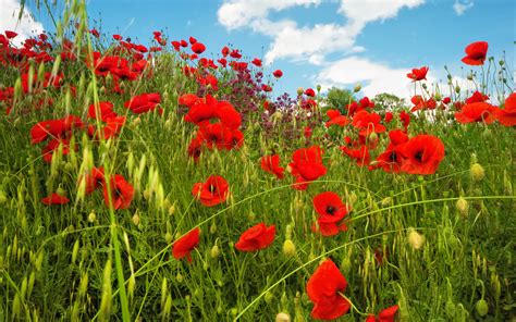Photos Of Poppies Free Images Landscape Nature Grass Petal Red