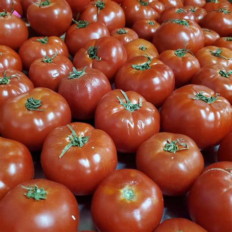 Beefsteak Tomatoes Information Recipes And Facts