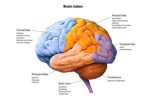 Illustration Of A Cross Section Of The Brain Showing The Various Lobes