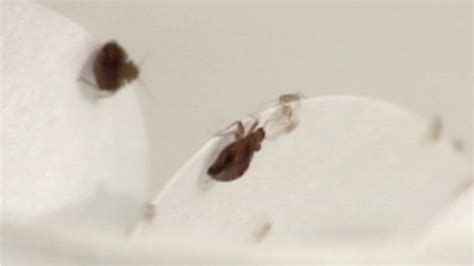 New York City Ranks No 2 On Most Bed Bug Infested Cities List Abc7
