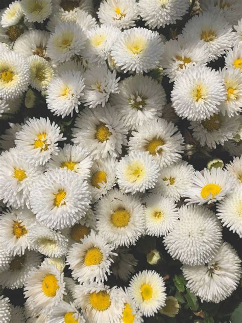 Download Aesthetic Bunch Of Daisy Flowers Wallpaper In