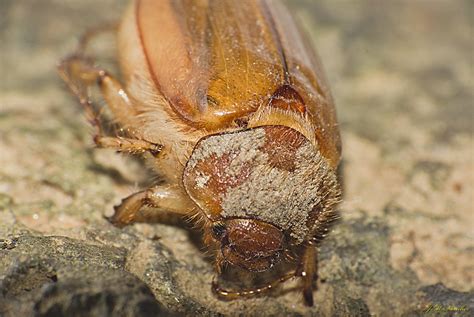 Amphimallon Solstitialis Escarabajo De Junio Summer Ch Flickr
