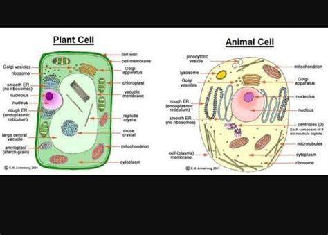 Draw A Labelled Diagram Of Animal Cell And Plant Cell