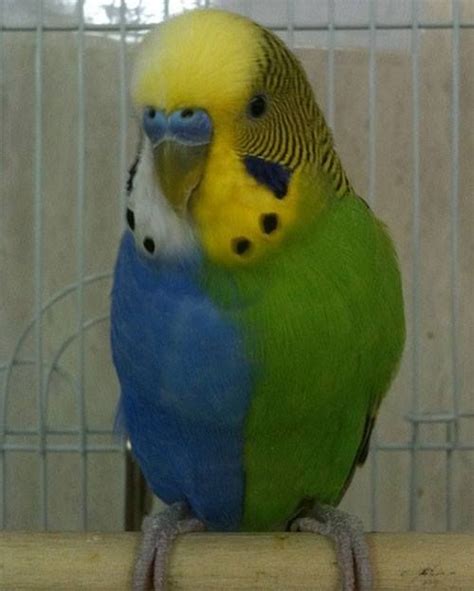 This A Very Rare Budgie With Differently Sided Coloration It Is