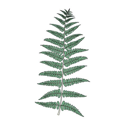 Illustration Of Fern Frond Leaf Download Free Vectors Clipart