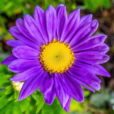 Closeup Of Purple And Yellow Daisy Stock Photo Image Of Color Purple