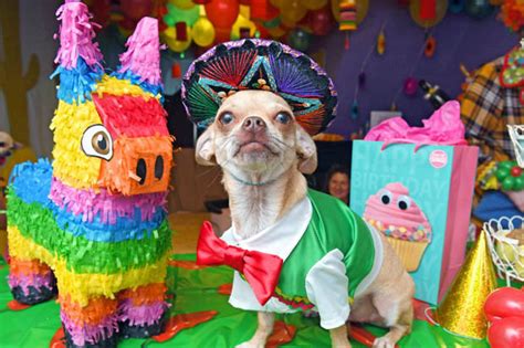 Two Chihuahuas Had A Mexican Themed Birthday Party Crazy Owner Spends