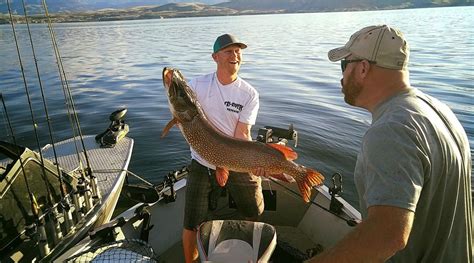 A 34 Pound Pike Pulled Out Of Canyon Ferry Montana