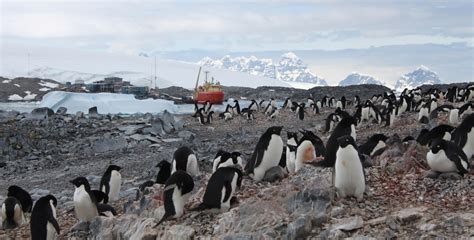 What Happens To Ecosystems When Antarcticas Ice Melts