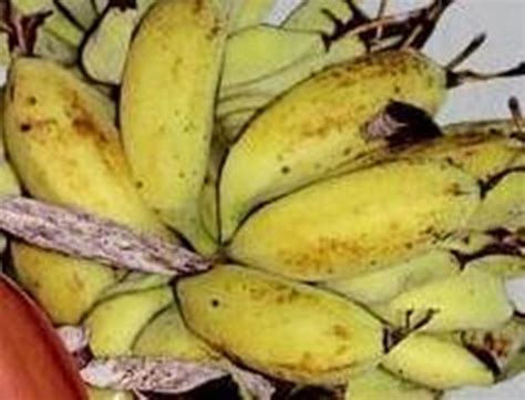 Food History Banana During Ancient Times