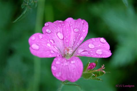 Wet Pink Atranswe Flickr