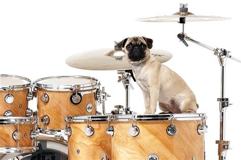 Dw Drums And A Random Pug 楽器