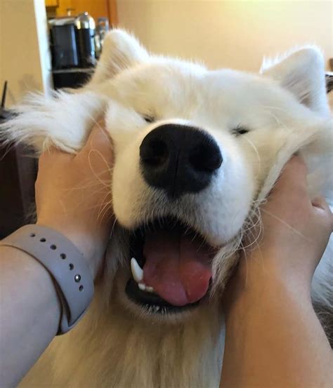 If These 302 Samoyed Photos Dont Make You Smile Nothing Will Cute