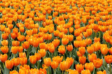 Orange can bring cheer and brightness to your garden. Different Types of Orange Flowers