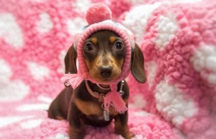 Remember, new puppies will require more training and attention than a dog that is a little older. Miniature Dachshund Rescue | LoveToKnow
