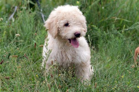 French Poodle Puppy Stock Photo Image Of Breed Basket