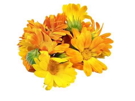 Mexican Marigold Floral Design Flower Calendula Officinalis A Bunch
