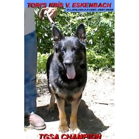 Buy and sell almost anything on gumtree classifieds. Alle Sterne German Shepherds of Northwest Indiana, German ...
