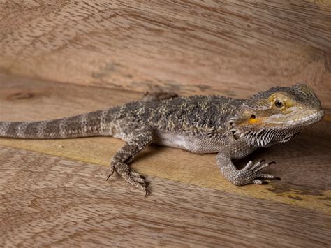 Juvenile Male Bearded Dragon With Mbd Emerald Scales
