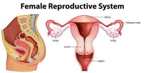 Diagram Showing Female Reproductive System 296631 Vector Art At Vecteezy