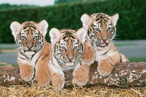 Siberian Amur Tiger Three Cubs Available As Framed Prints Photos