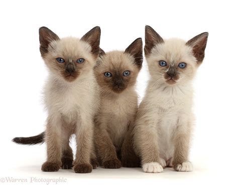 Three Siamese X Ragdoll Kittens 7 Weeks Old Photo Wp46462