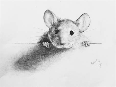 Drawings Of Mice Carinewbi