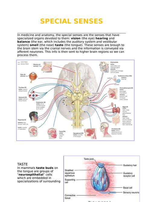 Special Senses Lecture Notes 7 Special Senses In Medicine And