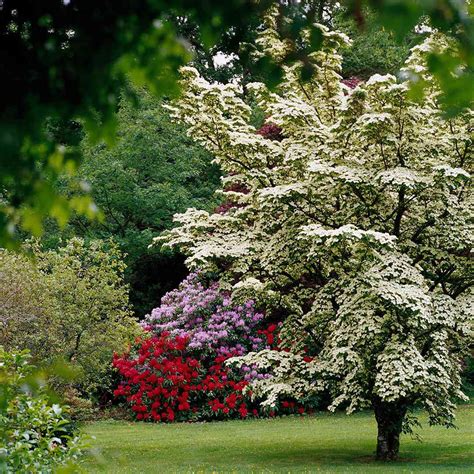 Best Flowering Shrubs For Hedges Better Homes And Gardens