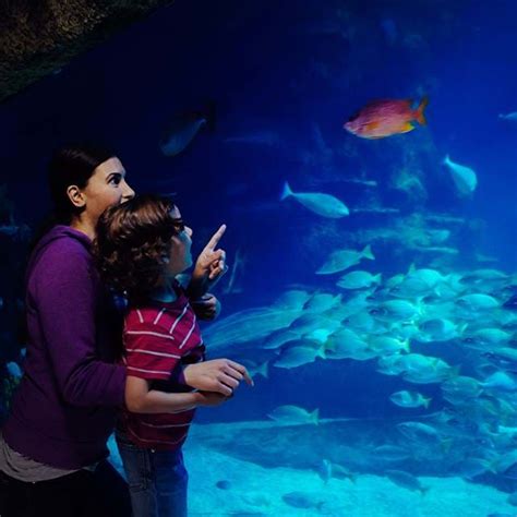 How To Book A Time Slot Sea Life Birmingham Aquarium