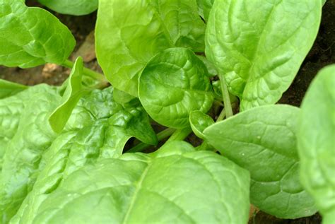 Study: Spinach Is Pretty Much a Steroid, Maybe We Should Ban It ...