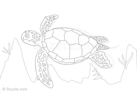 Polish your personal project or design with these hawksbill sea turtle transparent png images, make it even more personalized and more attractive. Realistic Sea Turtle Drawing at GetDrawings | Free download