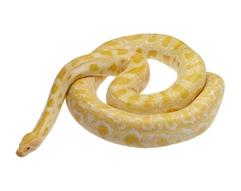 Baby Albino Burmese Python For Sale Pythons Review