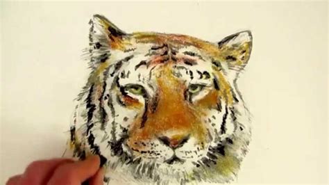 Comment dessiner un tigre commenté étape par étape