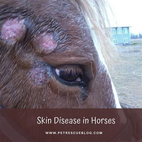 6 Most Common Horse Diseases