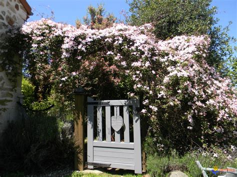 We did not find results for: Photo : Clematis montana 'Rubens'