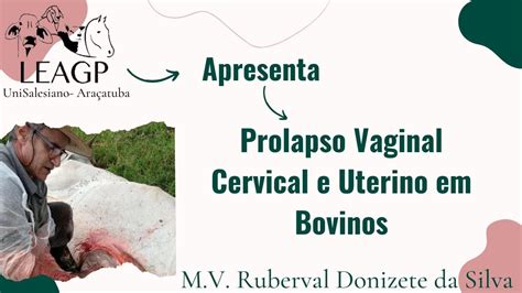 Prolapso Vaginal E Uterino Em Bovinos De Joana Maria F Baptista The Best Porn Website