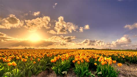 Tulip Fields Netherlands Wallpaper Flowerwallpapero