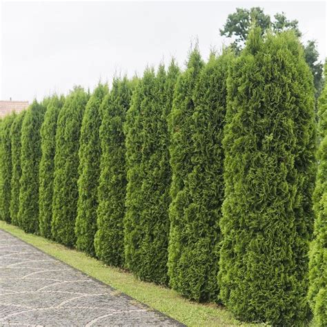 Emerald Green Arborvitae Package Etsy In 2021 Emerald Green