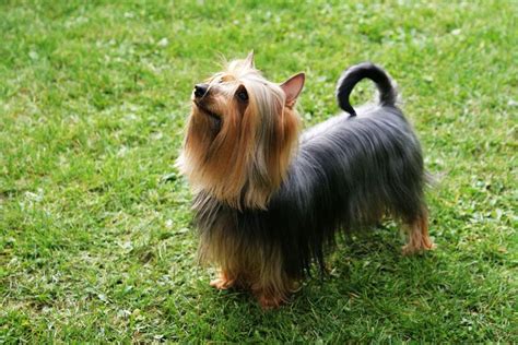 Australian Silky Terrier Information Including Behaviour And Temperament Breed Traits