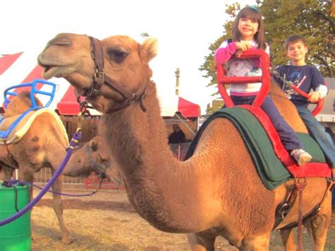 Camel Rides For Fairs Festivals And Events In Ohio Jungle Island Zoo