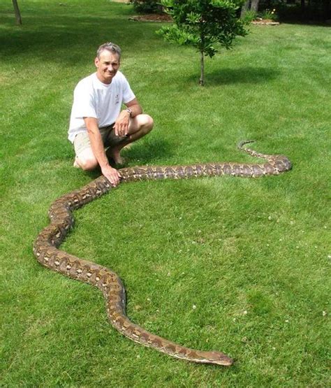The Longest Snake Reticulated Python Imedia